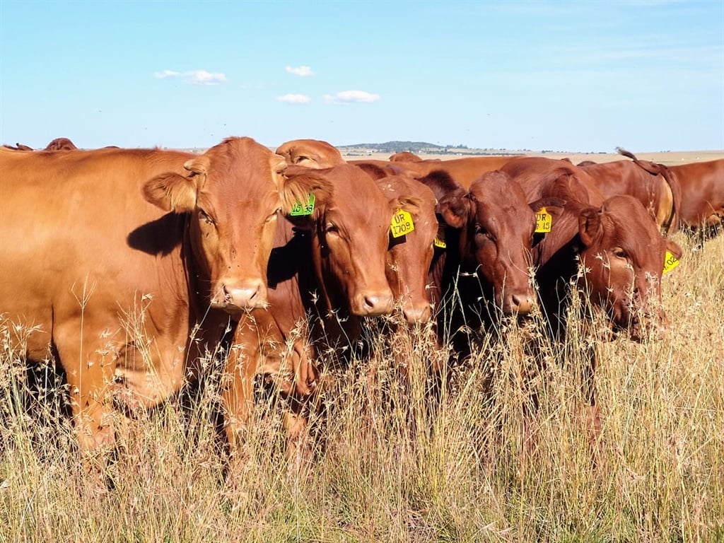 Afrikaner cattle breed on the experimental farm of the University of the Free State. (Supplied) 