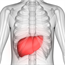 SEE: 14 things you didn’t know about the liver