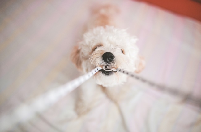 Adorable poodle puppy playing tug-of-war with its human. (PHOTO: GALLO IMAGES/GETTY IMAGES)