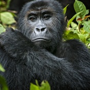 Too many gorillas? The great apes' hunt for space in Rwanda