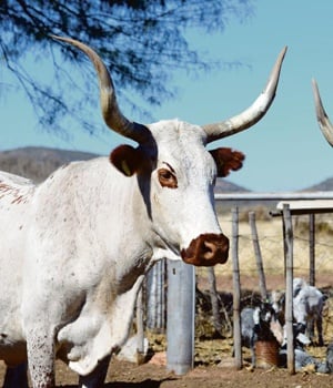 Get yourself a cow or two
PHOTO: Andrew Gouws / Gallo Images / Landbouweekblad
