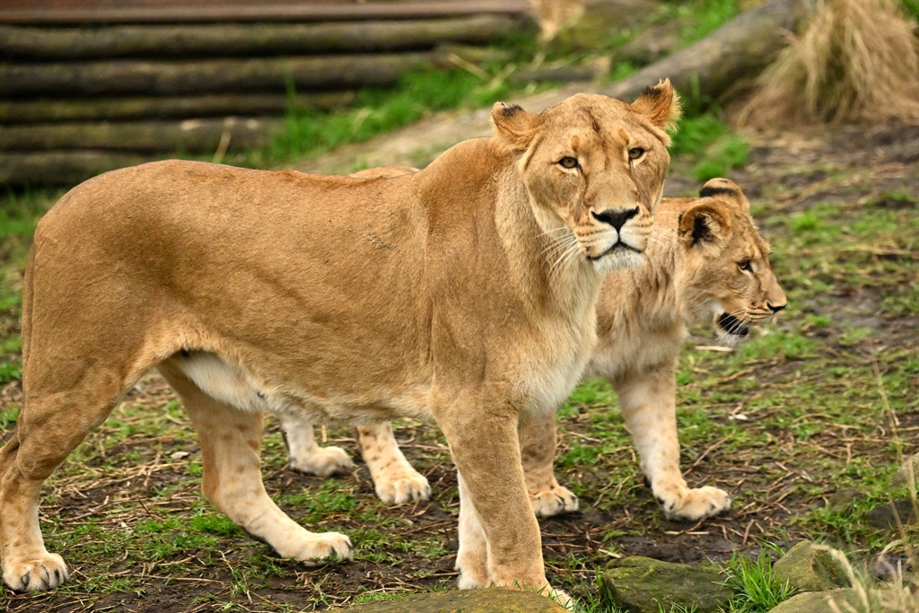 Lion 'Maya' stays next to her cub on the first birthday at the Taronga Zoo in Sydney on August 12 2022. Saeed Khan / AFP