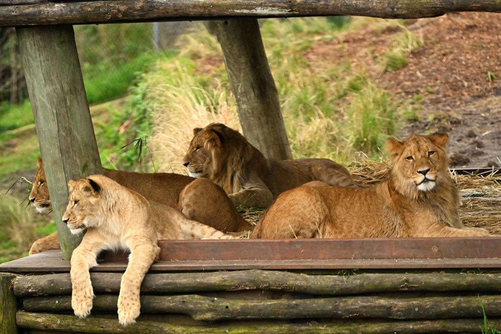 Five African lions escaped their enclosure at Sydney's Taronga zoo. 