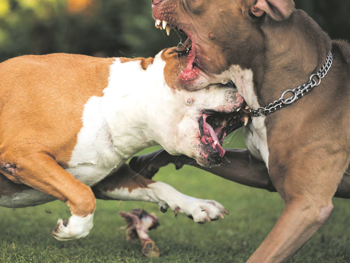 Tshwane is gripped by fear after an alleged rapist, who reportedly drugs his victims and sets his vicious pit bull terriers on them to subdue them.