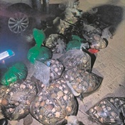 ‘Poachers’ arrested, more than 4000 abalone seized
