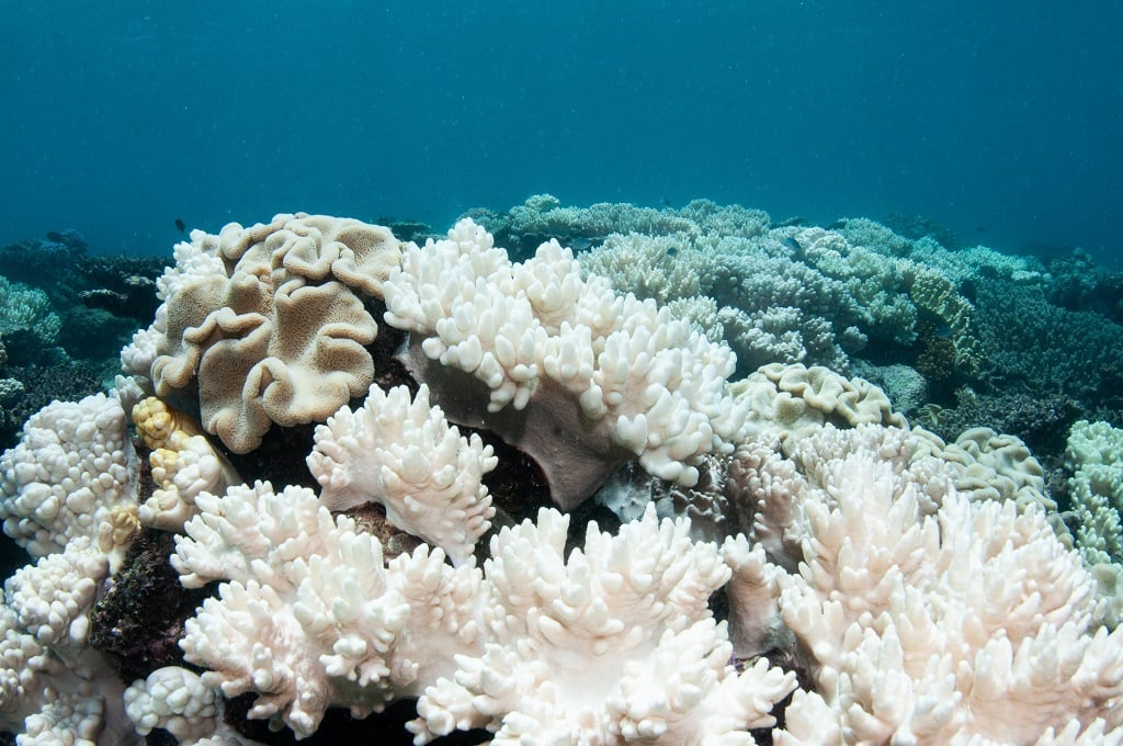 A marine heatwave has been deadly for coral in Mediterranean waters.