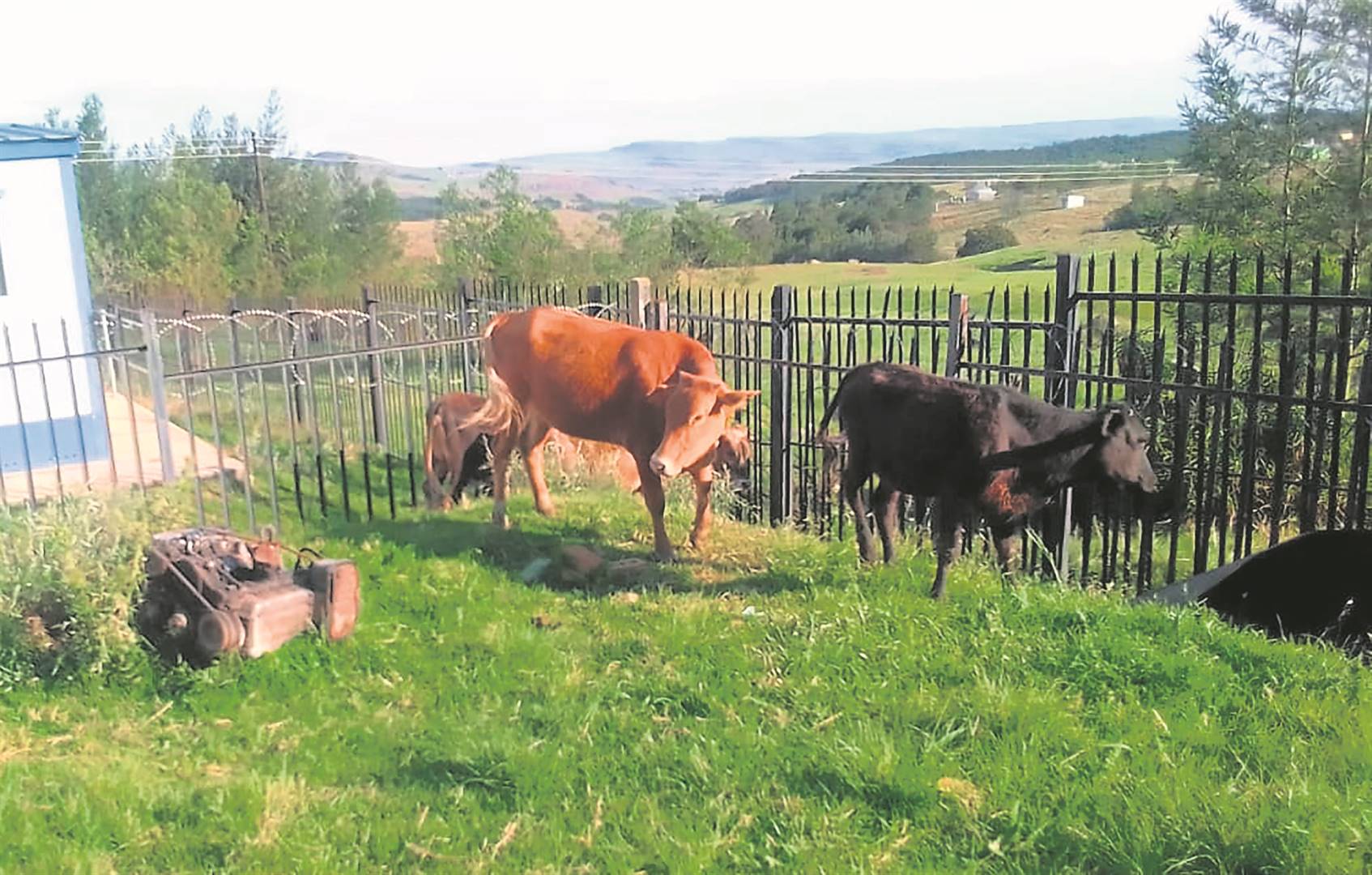 Eastern Cape police recovered four stolen cattle at the weekend. 