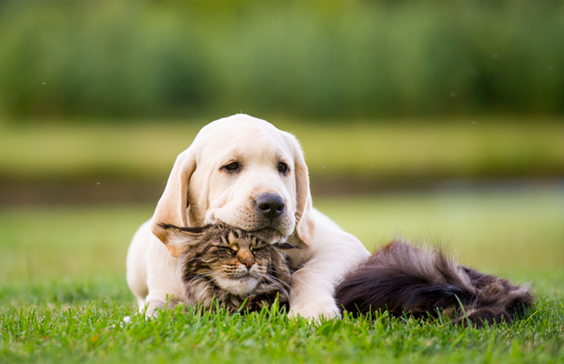 dog and cat outdoors