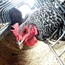 Antibiotic use in farm animals may add to superbug threat
