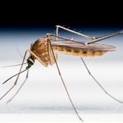 Gauteng records over 1 000 positive cases of malaria this year