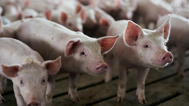 Indonesia reported an outbreak of African swine fever on a farm near Singapore.