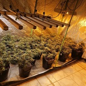 Weeded out: Cape Town cops smoke out married couple with two dagga plantations