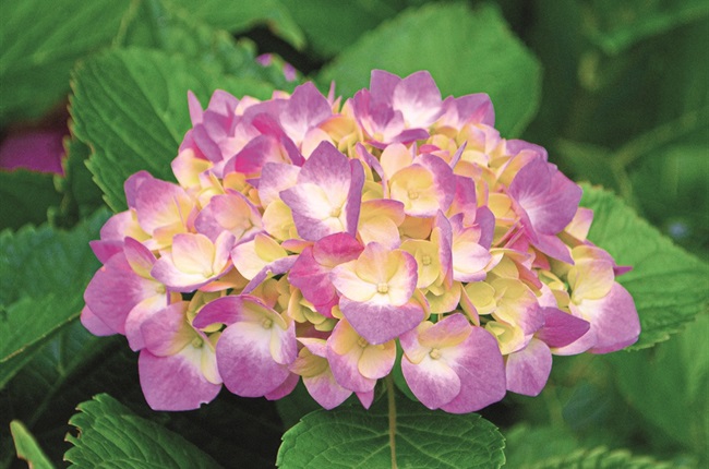 Make a stunning display with hydrangeas! | News24