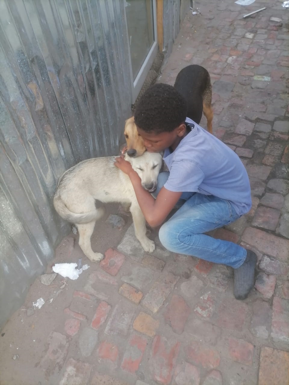 Cape Town teen dedicates his time to help sick stray dogs | News24