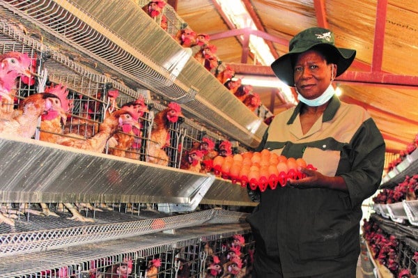 Diversifying into poultry has been a boon for Dineo Mokgoshi. 