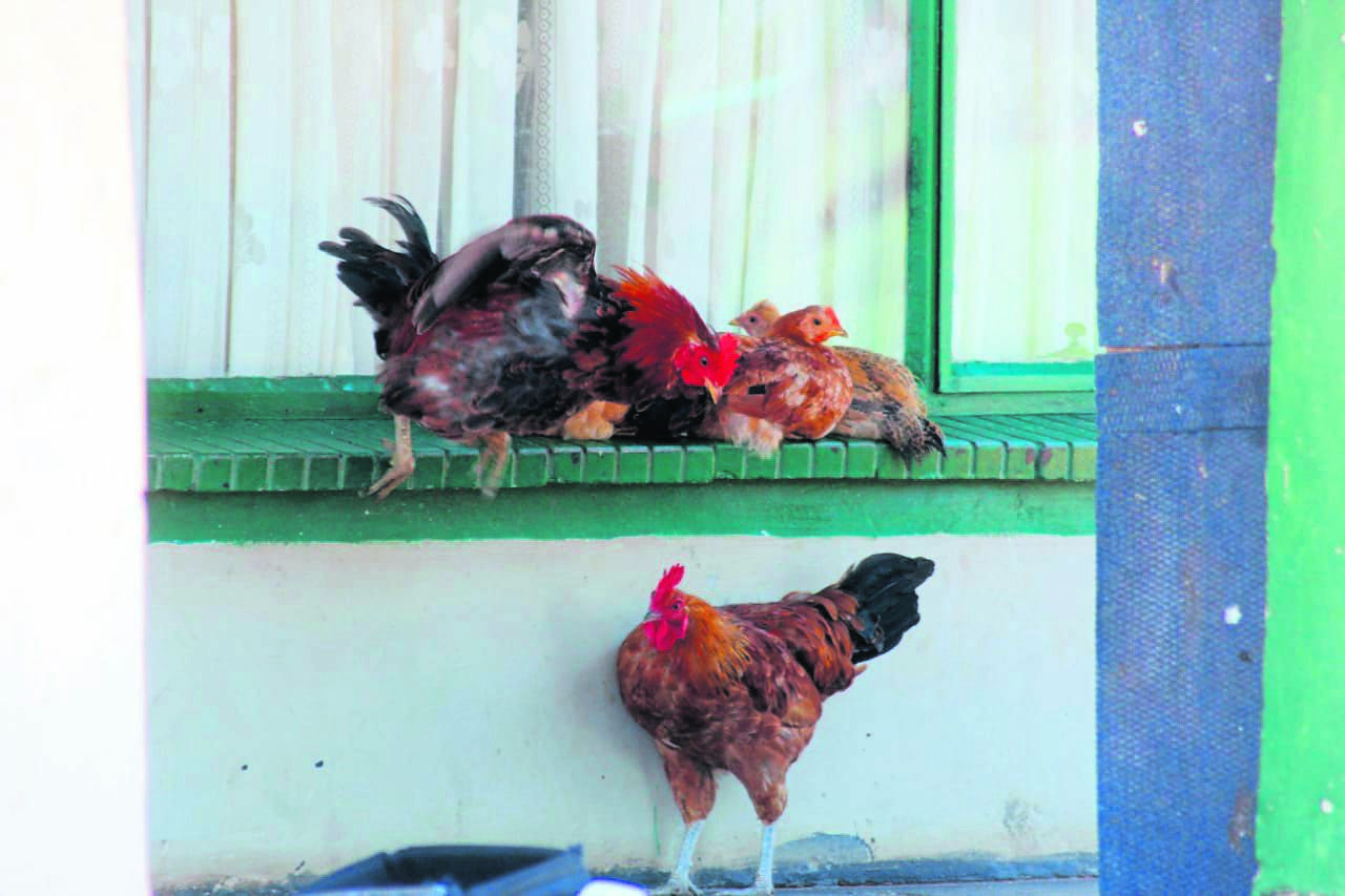 Bird flu has sparked fears among poultry farmers in Mzansi.                                   Photo by Thabo Monama 