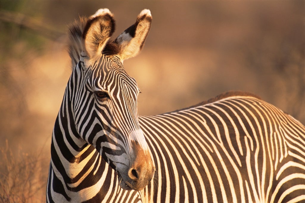 Zebra meat should be on the braai, say Stellenbosch animal scientists |  News24