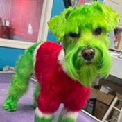 Meet Rizzo, the dog version of the Grinch who's stealing his family's hearts this Christmas