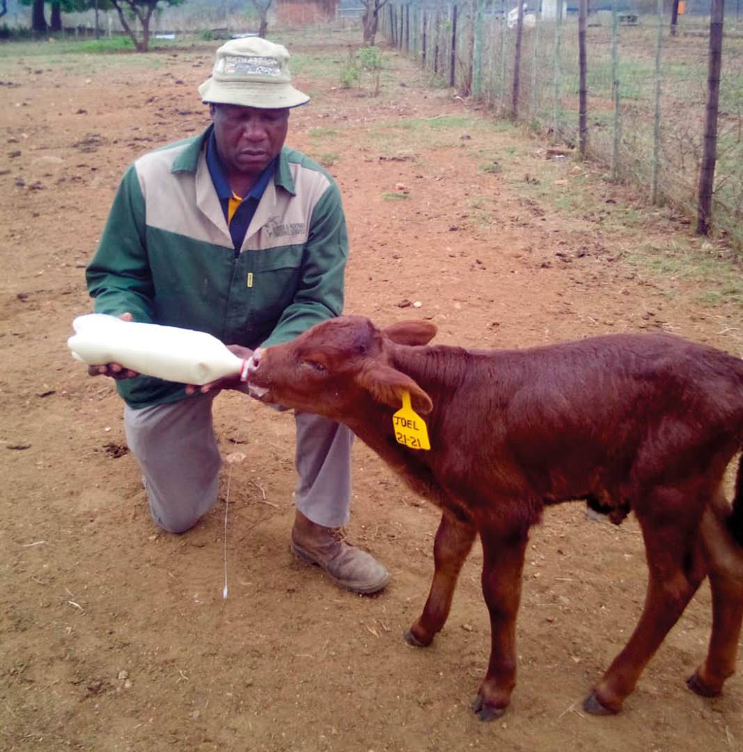 Veediewe het soveel van mnr. Isaih Ramo­thwala (links) se dragtige koeie van kant gemaak dat hy nie meer ’n inkomste uit sy voorheen suksesvolle boerdery kan maak nie. Foto’s: verskaf