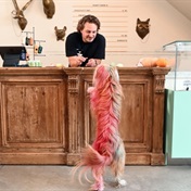 It's no dog's breakfast at this luxury restaurant that only serves food to canine clients