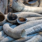 African countries to dominate discussions around elephant and ivory trade during CITES 