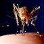 Could flea fighters stem spread of diseases like Zika?