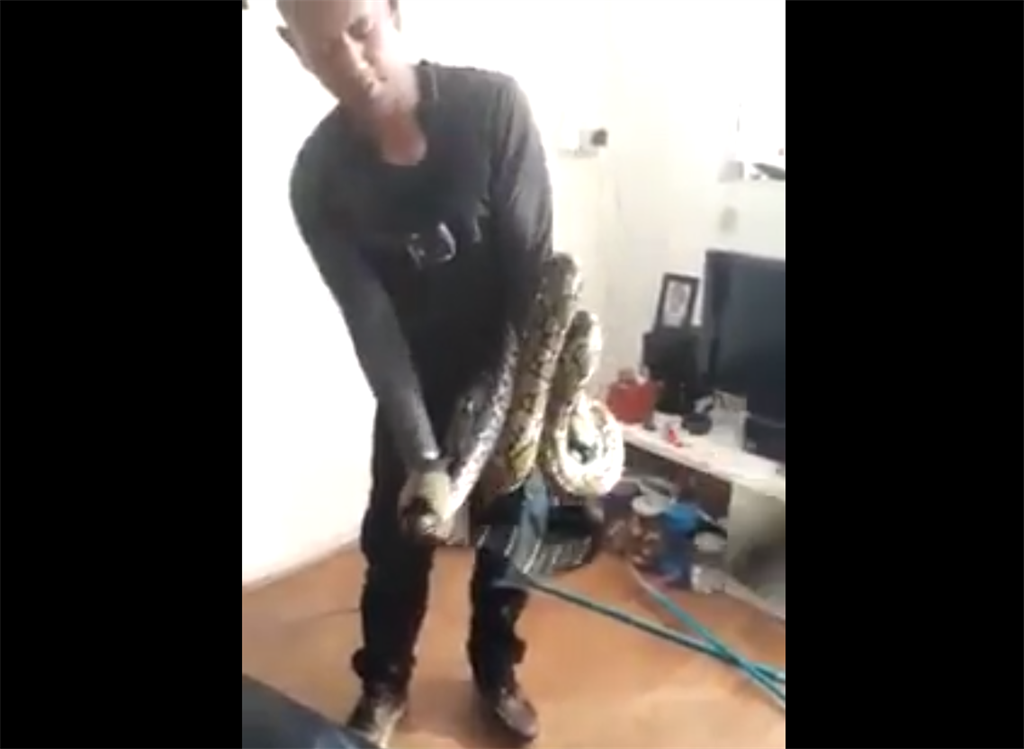 WATCH PYTHON PUTS UP A FIGHT Dailysun