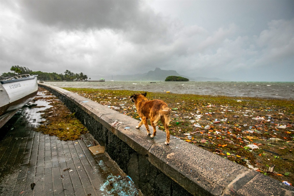 A dog walks along a sea wall as high tide brings debris ashore during a heavy storm caused by the Cyclone Belal in Mahebourg on January 15, 2024. (Photo by Laura Morosoli / AFP)