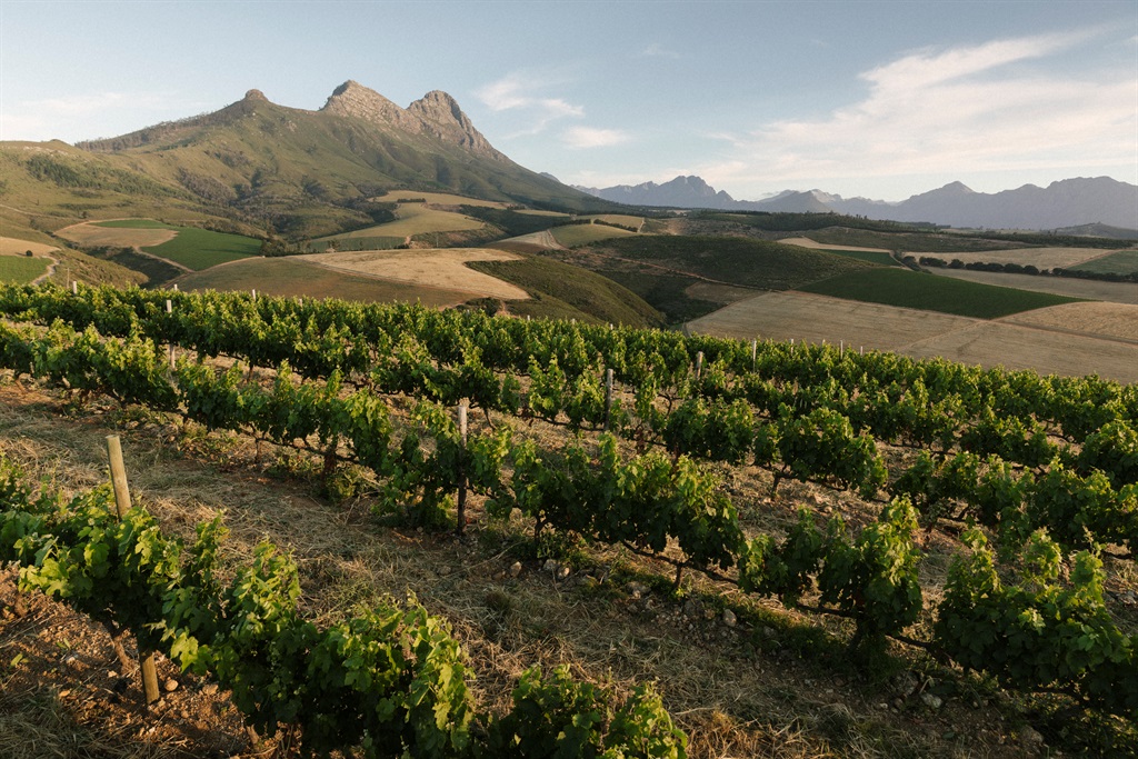 Featured Winemaker - Kanonkop Wine Estate – Winemaker, Abrie