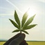 New dawn for weed in SA