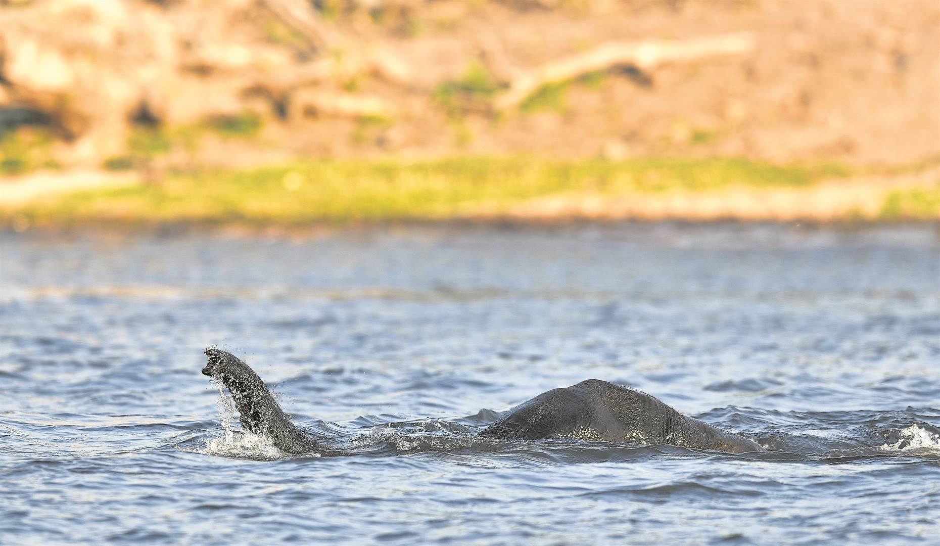 An elephant swimming in the Chobe River delights tourists but the local community lives in fear of being attacked. Picture: Sizwe Ndingane / The Republic Production / Nikon