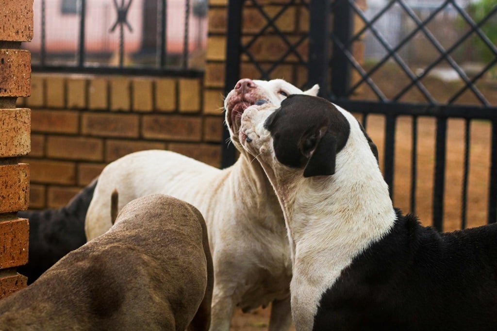 Three pit bulls alleged to have mauled a woman to death in Port Alfred have been confiscated by the SPCA.