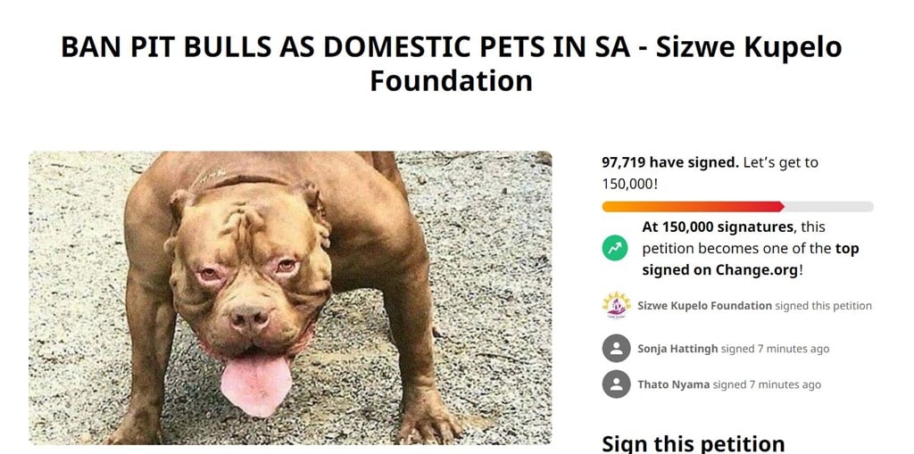 More dogs surrendered after grisly pit bull mauling | City Press