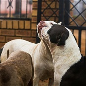 More dogs surrendered after grisly pit bull mauling 