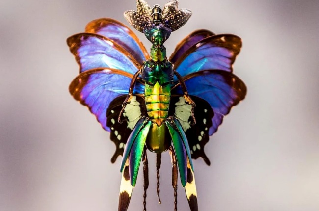These eerie yet beautiful fairy sculptures are made from dead insects