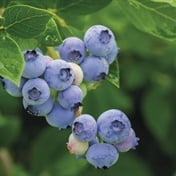 Grow your own blueberries - we show you how!
