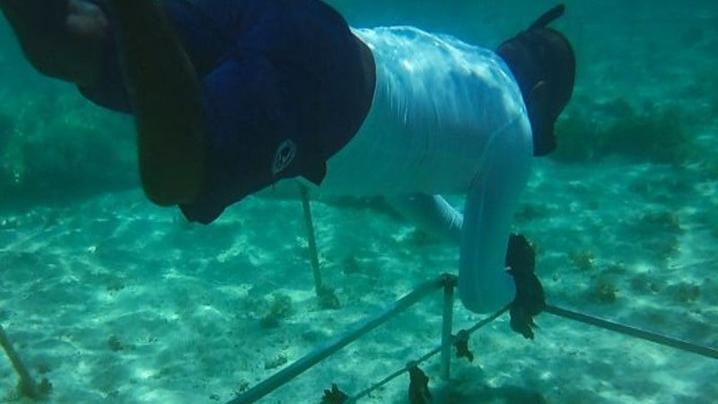 Scientists and local communities are actively restoring coral in Mauritius.