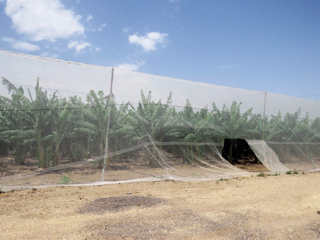 Alle piesangs in Israel word onder net verbou. Dit help met doeltreffende waterverbruik, en  die regte soort net bied ook beskerming teen ryp. 