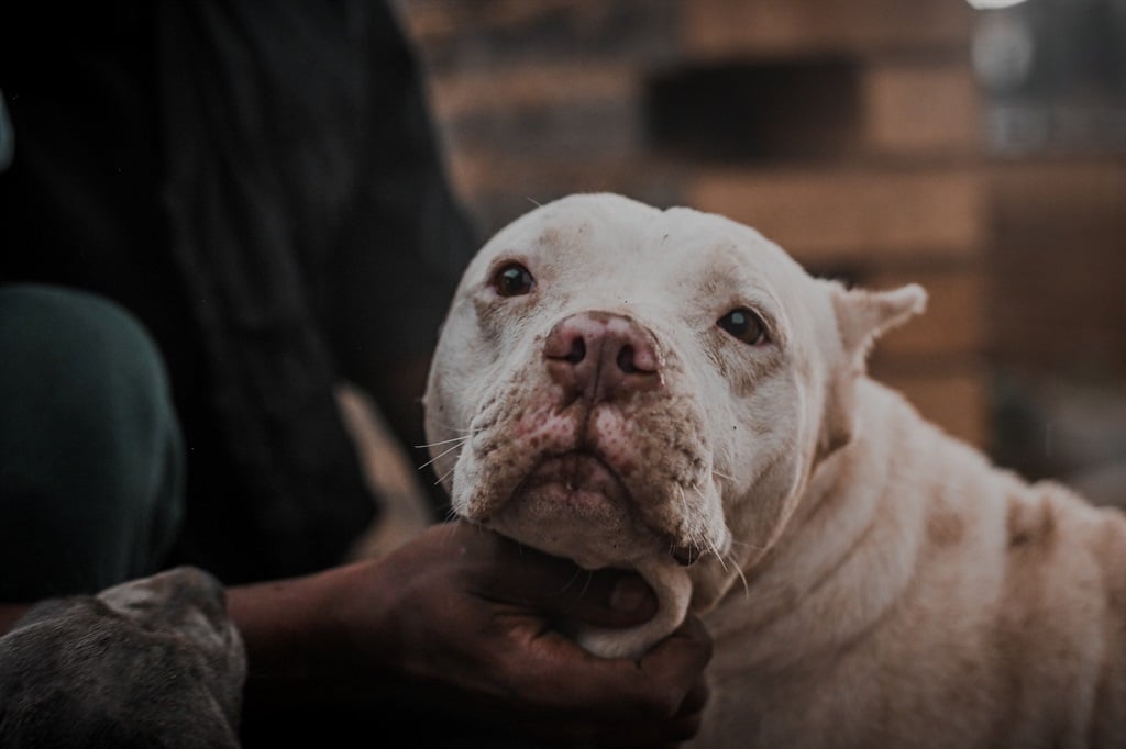 A pit bull has mauled Floyd Metsileng to death.