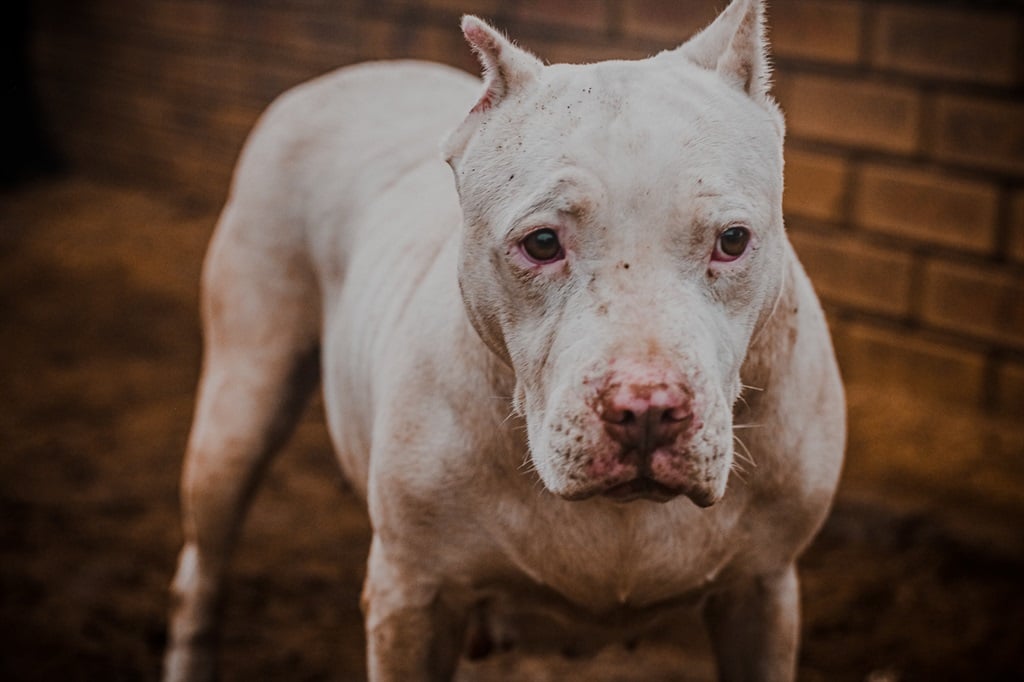 News24 | Call to ban pit bulls intensifies after man mauled to death in Western Cape town 