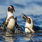 African penguin under threat due to ship-to-ship refuelling in Algoa Bay, warn conservationists