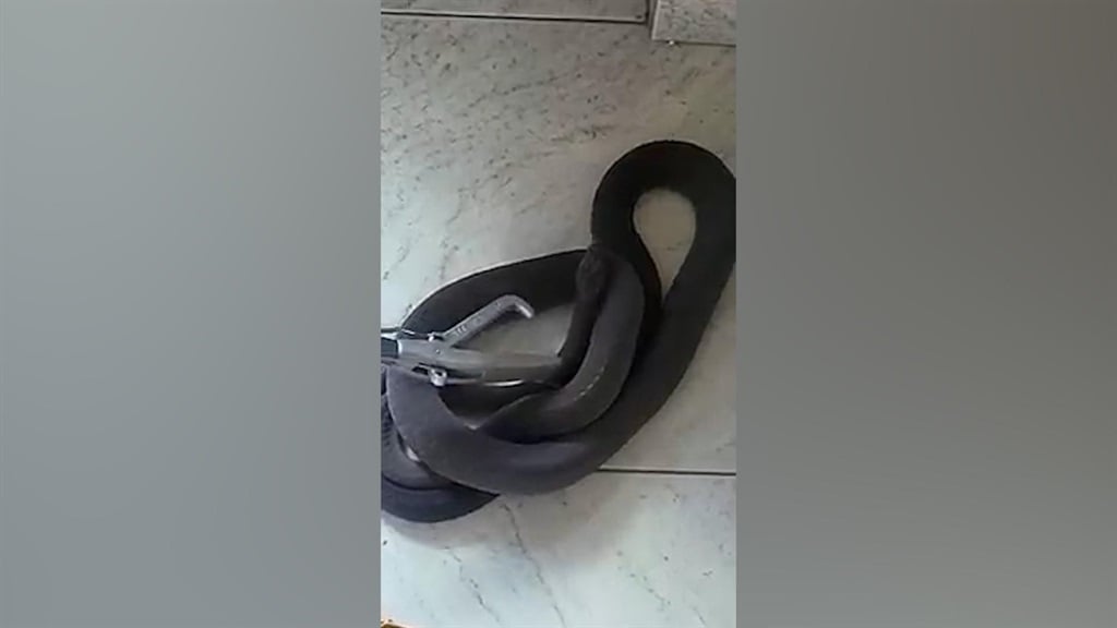 News24.com | WATCH | Cat discovers 2.2m black mamba under vacuum cleaner