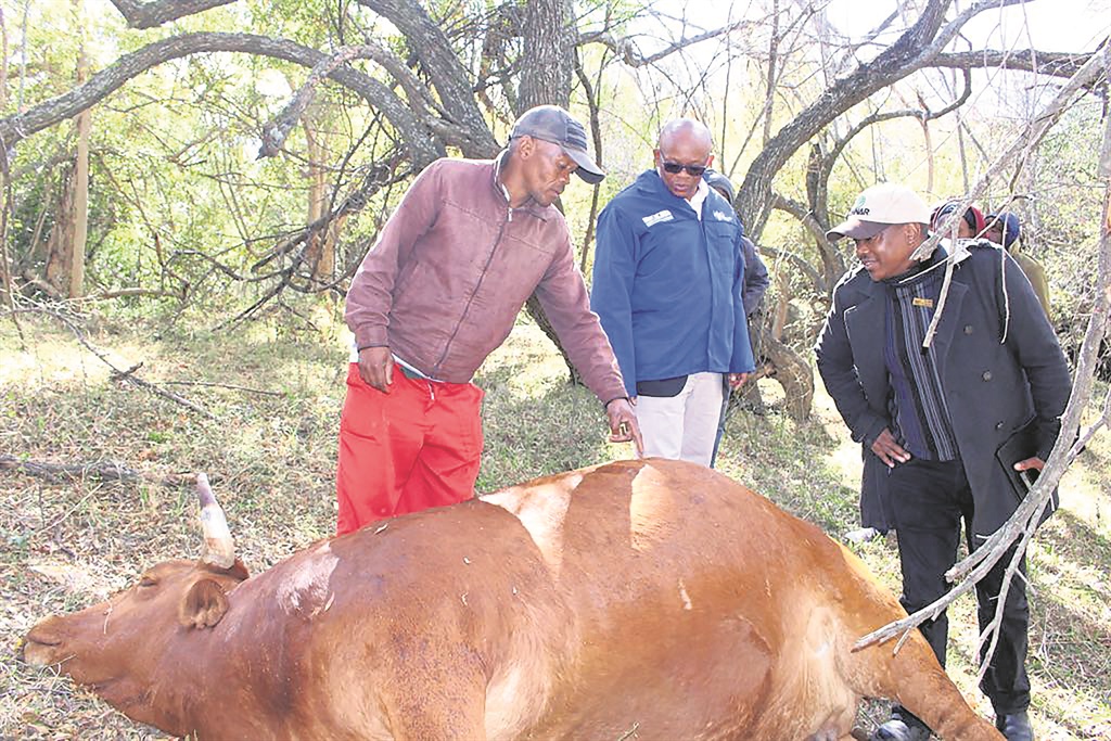 Farmer Simphiwe Tsani shows MEC Xolile Nqatha one of his pregnant cows that were poisoned. 
