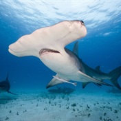 Global wildlife summit to vote on shark protections