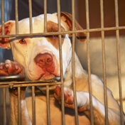 NSPCA urges public to report pit bull owners who are not following the law