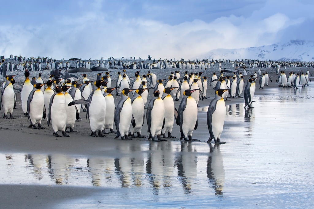 Climate change will disrupt the way of life for king penguins.