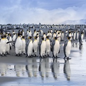 They survived the hunters, now king penguins face climate change