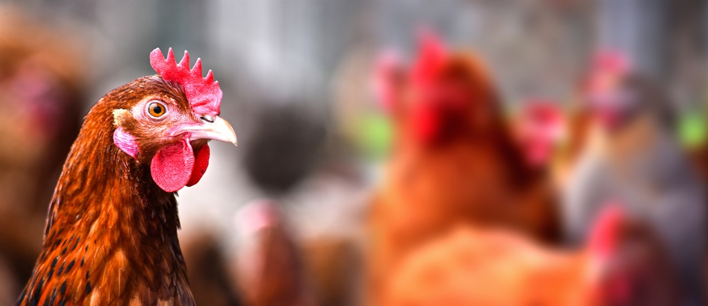 Chicken should be exempted from tax, argues FairPlay. Picture: iStock