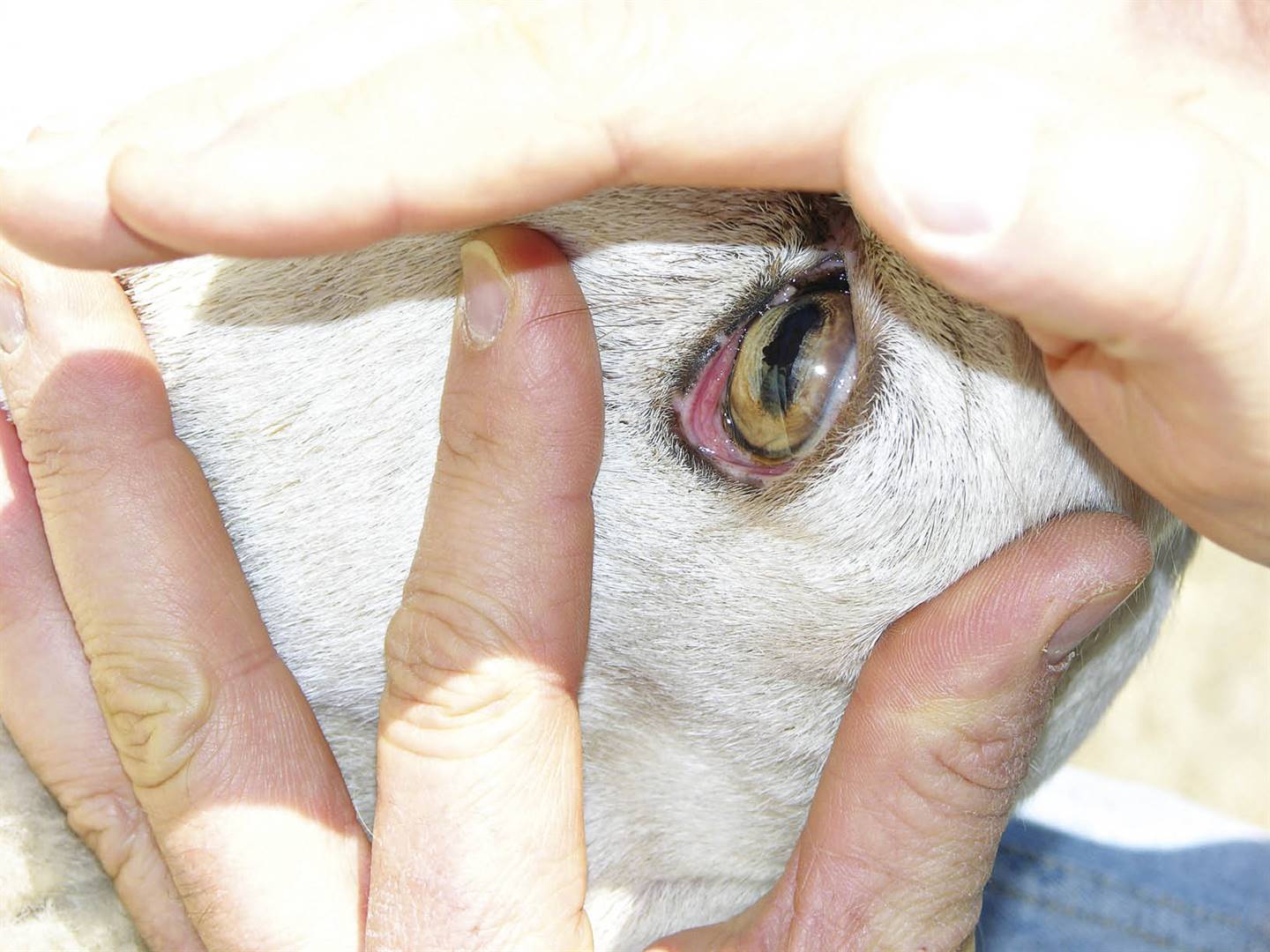 Haarwurms veroorsaak bloedarmoede by skape. ’n Rooi oogvlies dui op ’n gesonde skaap. FOTO: LBW-ARGIEF