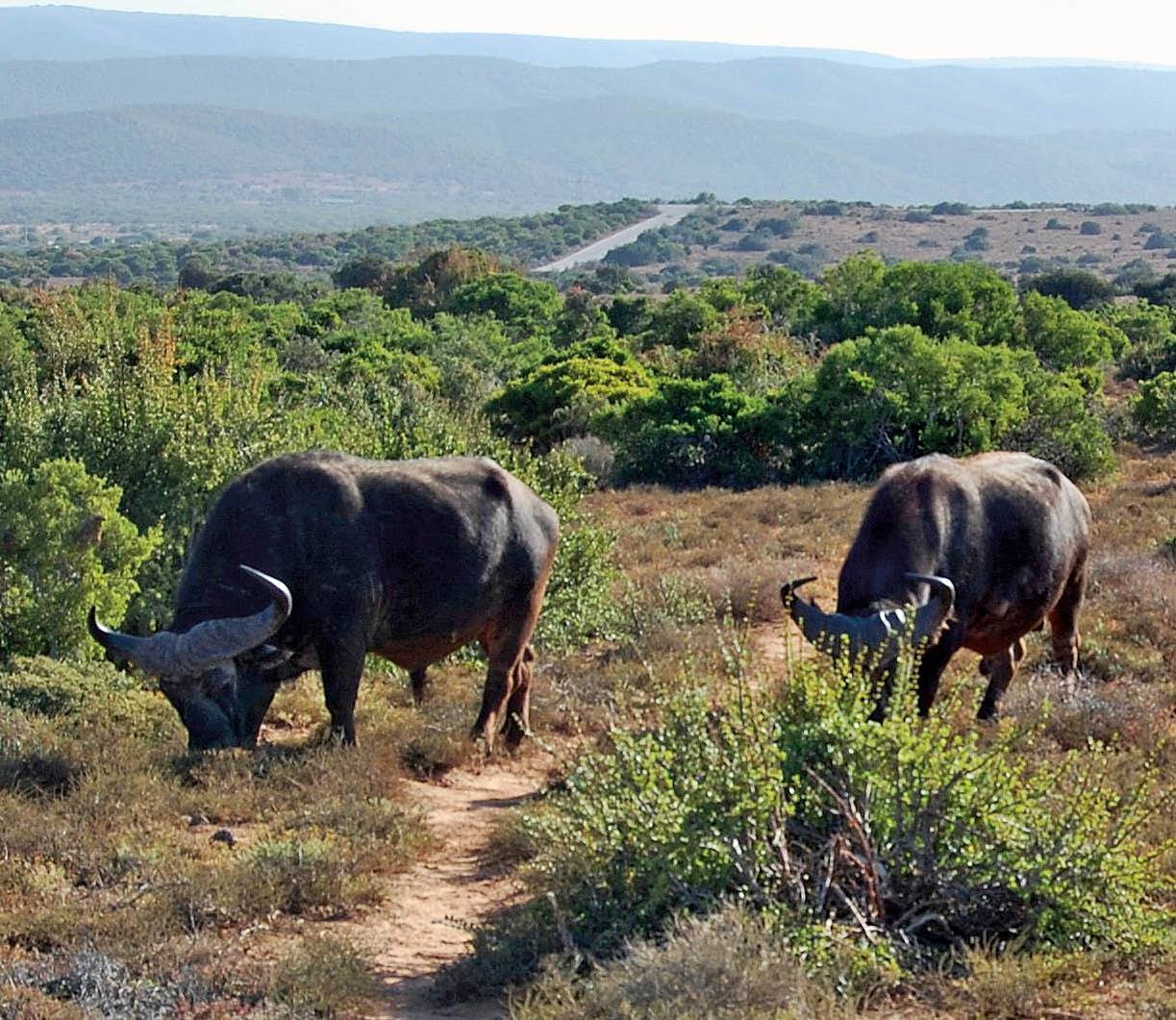 Buffels in die nasionale Addo-olifantpark. FOTO: EMILIZE VöGEL